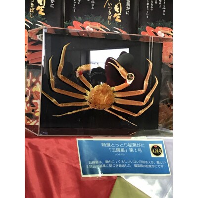 【魚倉】五輝星生松葉ガニ(1.2kg)数量限定品