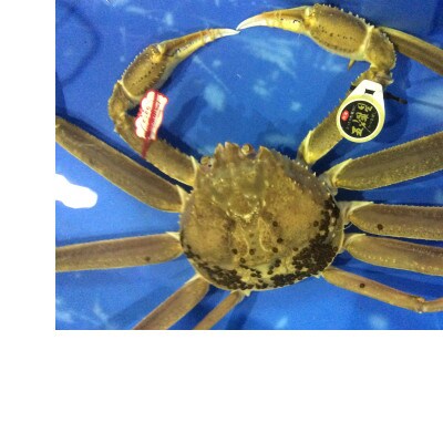 【魚倉】五輝星ボイル松葉ガニ(1.2kg)数量限定品