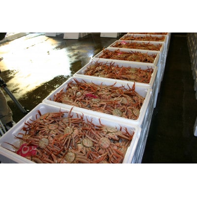 【魚倉】活お任せセコガニ1kgセット