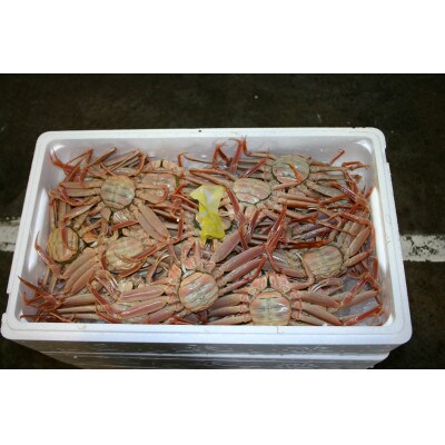 【魚倉】ボイルお任せセコガニ1kgセット
