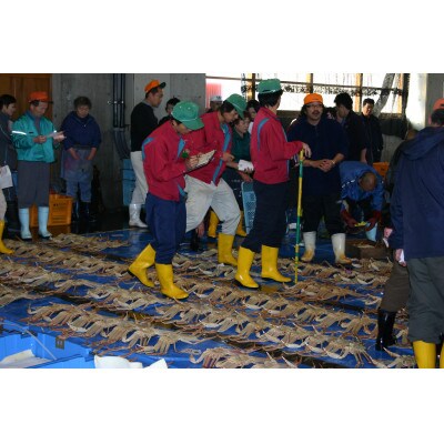 【魚倉】足1本なしボイル松葉ガニ(並500g) 訳あり