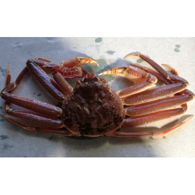 【魚倉】タグ付き生松葉ガニ(並500g)