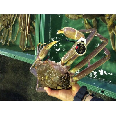 【先行予約】【魚倉】五輝星生松葉ガニ(1.2kg)数量限定品