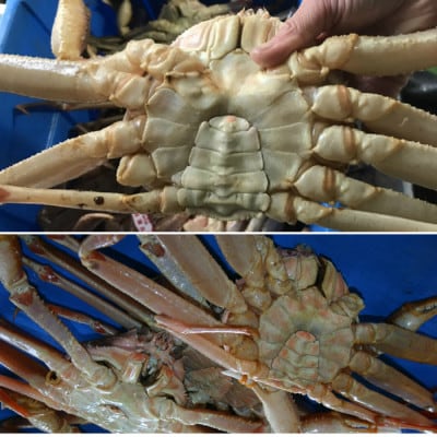 【先行予約】【魚倉】訳ありボイル松葉ガニ2枚セット(1枚700g以上)