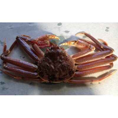【先行予約】【魚倉】タグ付き生松葉ガニ(並500g)
