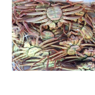 【先行予約】【魚倉】活お任せセコガニ1kgセット