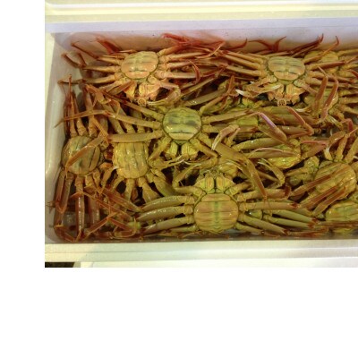 【先行予約】【魚倉】ボイルお任せセコガニ1kgセット