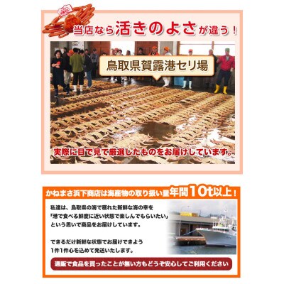 【先行予約】鳥取県産　訳あり活松葉がに　2～3枚で1.2kg以上(1～4本足落ち)