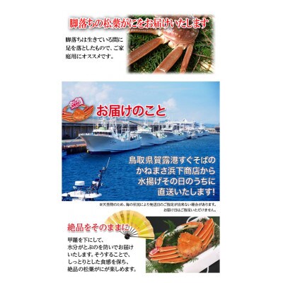 【先行予約】鳥取県産　訳あり活松葉がに　2～3枚で1.2kg以上(1～4本足落ち)