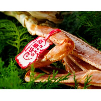 【先行予約】鳥取県産　タグ付き活松葉がに　1.2kg以上×1枚