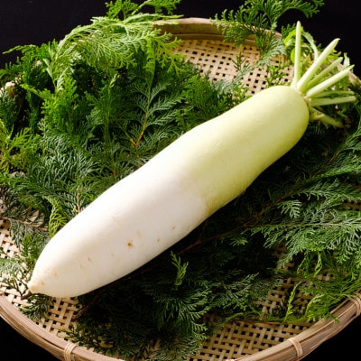 【期間限定】天空育ちの夏大根(約10kg)