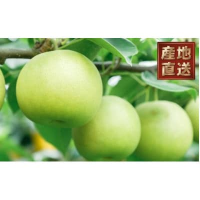 【特選】鳥取県産　二十世紀梨　3kg(7玉～10玉)《2025年8月下旬より順次発送》