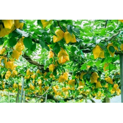 【特選】鳥取県産　二十世紀梨　3kg(7玉～10玉)《2025年8月下旬より順次発送》