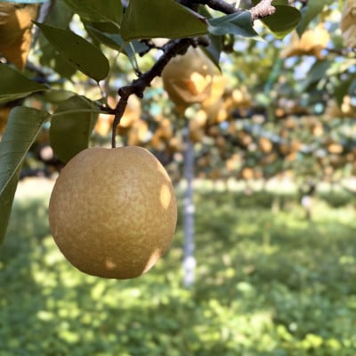 【特選】鳥取県産　王秋　3kg《2026年10月下旬より順次発送》