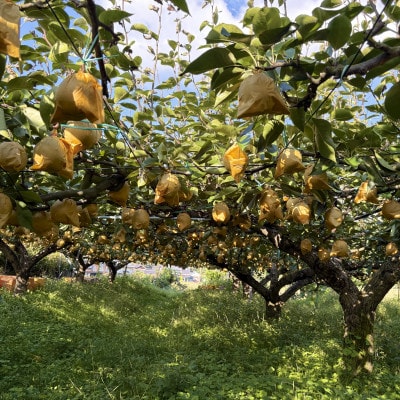 【特選】鳥取県産　王秋　3kg《2026年10月下旬より順次発送》