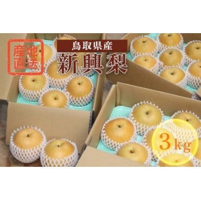 【特選】鳥取県産　新興　3kg《2026年9月下旬より順次発送》