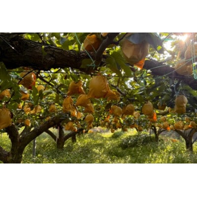 【特選】鳥取県産　新興　3kg《2026年9月下旬より順次発送》