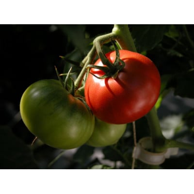 甘さ際立つ濃厚トマトジュース計720ml×6本