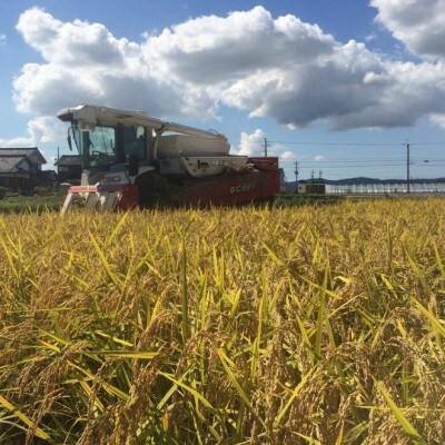 【令和6年産】慣行栽培コシヒカリ(無洗米)　精米　10kg