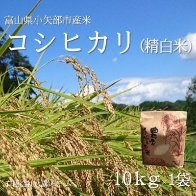 【新米先行受付 2025年10月上旬～順次発送】令和7年富山県産「コシヒカリ」(精米)10kg×1袋