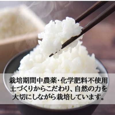栽培期間中農薬・化学肥料不使用 こしひかり　白米 5kg×6袋(30kg)