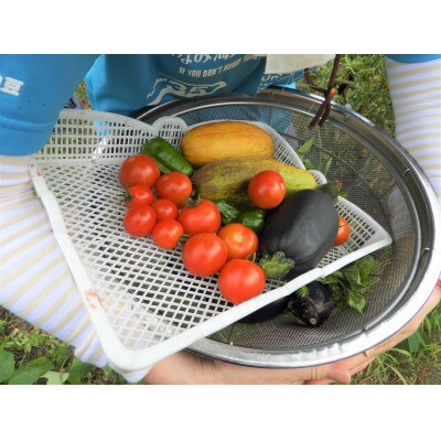夏野菜4種おまかせ・柚子のめぐみ1本　Eセット(6月～9月)