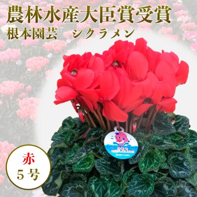 <先行受付>シクラメン赤[5号] 鉢植え 花 鉢花　11月下旬以降順次発送