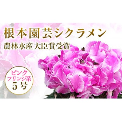先行受付 シクラメン ピンクフリンジ系 5号 鉢植え 花 鉢花 11月下旬以降順次発送 お礼品詳細 ふるさと納税なら さとふる