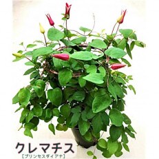 <先行受付>クレマチス[5号]プリンセスダイアナ(赤系)鉢植え　2023年4月より順次発送