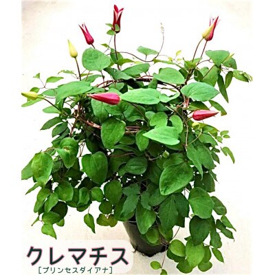 先行受付 クレマチス 5号 プリンセスダイアナ 赤系 鉢植え 23年4月より順次発送 お礼品詳細 ふるさと納税なら さとふる