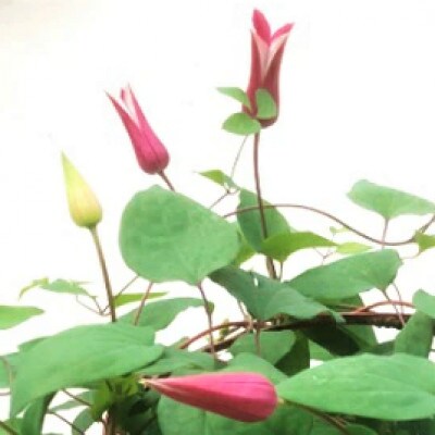 先行受付 クレマチス 5号 プリンセスダイアナ 赤系 鉢植え 23年4月より順次発送 お礼品詳細 ふるさと納税なら さとふる