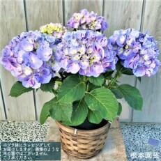 <先行受付>アジサイ[5号]スプラッシュ(ブルー系) 鉢花 紫陽花　2023年4月中旬より順次発送