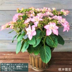 <先行受付>アジサイ[5号]マカナ(ピンク系)鉢植え 鉢花 紫陽花 2023年4月中旬より順次発送