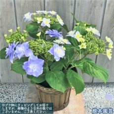 <先行受付>アジサイ[5号]ブレスレット(ブルー系)鉢植え 紫陽花 2023年4月中旬より順次発送