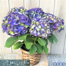 <先行受付>アジサイ[5号]ラグーン(ブルー系)鉢植え 紫陽花 2023年4月中旬より順次発送