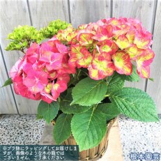 <先行受付>アジサイ[5号]マスカレード(変色・緑から赤)鉢植え 鉢花2023年4月中旬より順次発送