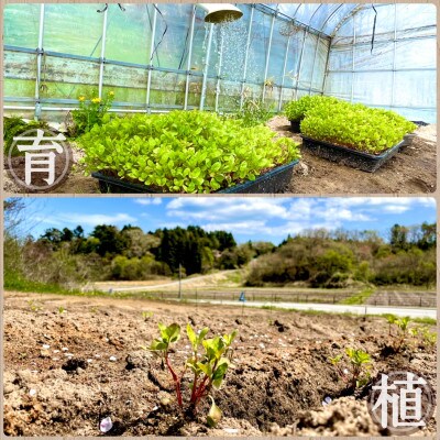 藍染めの手ぬぐい/柄おまかせ(1枚)~あの日を色に残して~福島県南相馬市