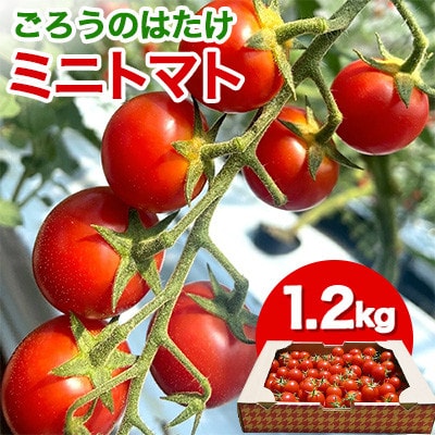 ごろうのはたけ ミニトマト 1.2kg