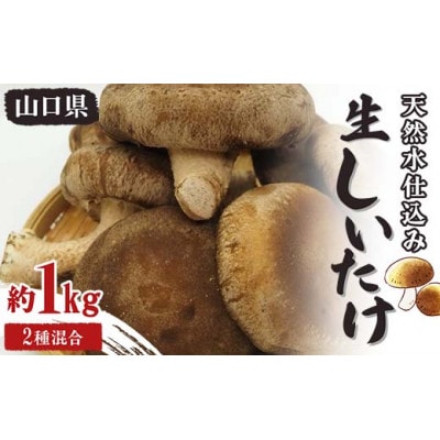 天然水仕込み生しいたけ 2種混合 約1kg