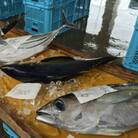 南城市海野漁港の競り体験とお魚調理教室(ランチ付き)