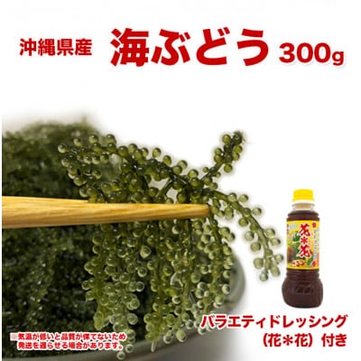 新鮮!海ぶどう300g+花花ドレッシング