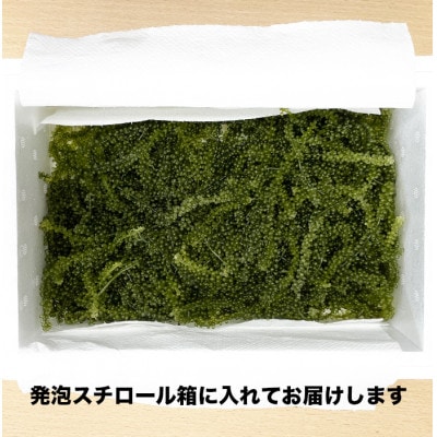 新鮮!海ぶどう300g+花花ドレッシング