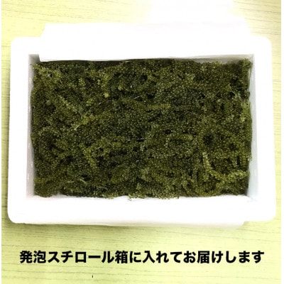 海ぶどう500g&リキュール6缶セット&花花ドレッシング