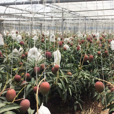 【先行予約】糖度15度以上!プレミアムマンゴー約1kg(2玉)