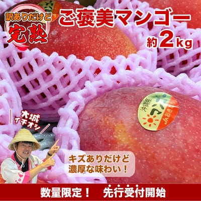 【先行予約】ご家庭用ご褒美アップルマンゴー　約2kg