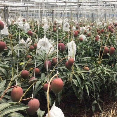 【先行予約】南城市観光協会イチ推し!ご褒美アップルマンゴー 約1.5kg