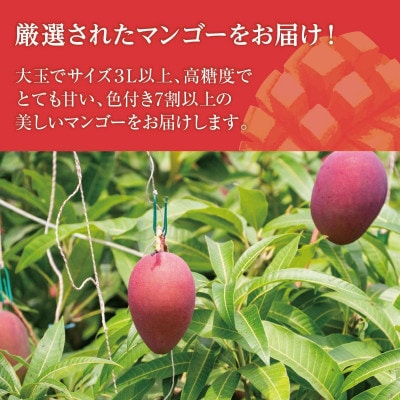 【2026年発送・贈答用】アップルマンゴー約1kg (2～3玉)