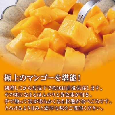 【2027年発送・贈答用】キーツマンゴー約1.5kg(1～2玉)