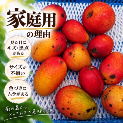 【2027年6月下旬から順次発送・白箱】JAおきなわ 家庭用アップルマンゴー約2kg(4～6玉)