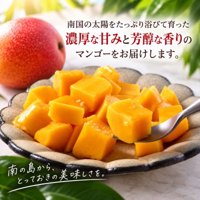 【2027年6月下旬から順次発送・白箱】JAおきなわ 家庭用アップルマンゴー約2kg(4～6玉)